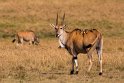 044 Masai Mara